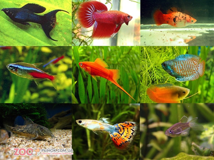 Рыбки аквариумные для начинающих неприхотливые фото и описание