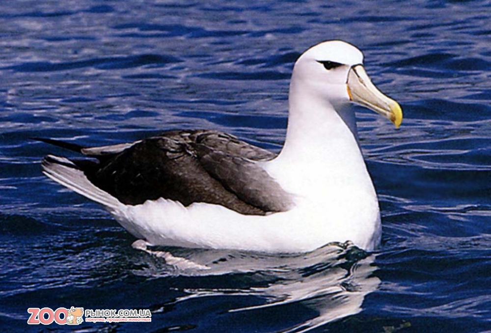 Чем отличается чайка от альбатроса фото