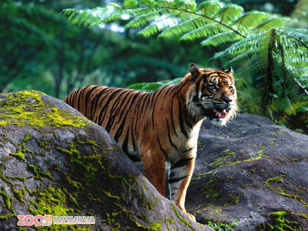 Суматранский тигр - мощный охотник с острыми зубами