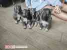 Продам щенков западно-сибирской лайки
