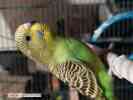 Волнистые молоденькие попугаи домашнего разведения ярких окрасов