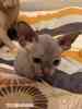 Продам породистого котенка канадский сфинкс