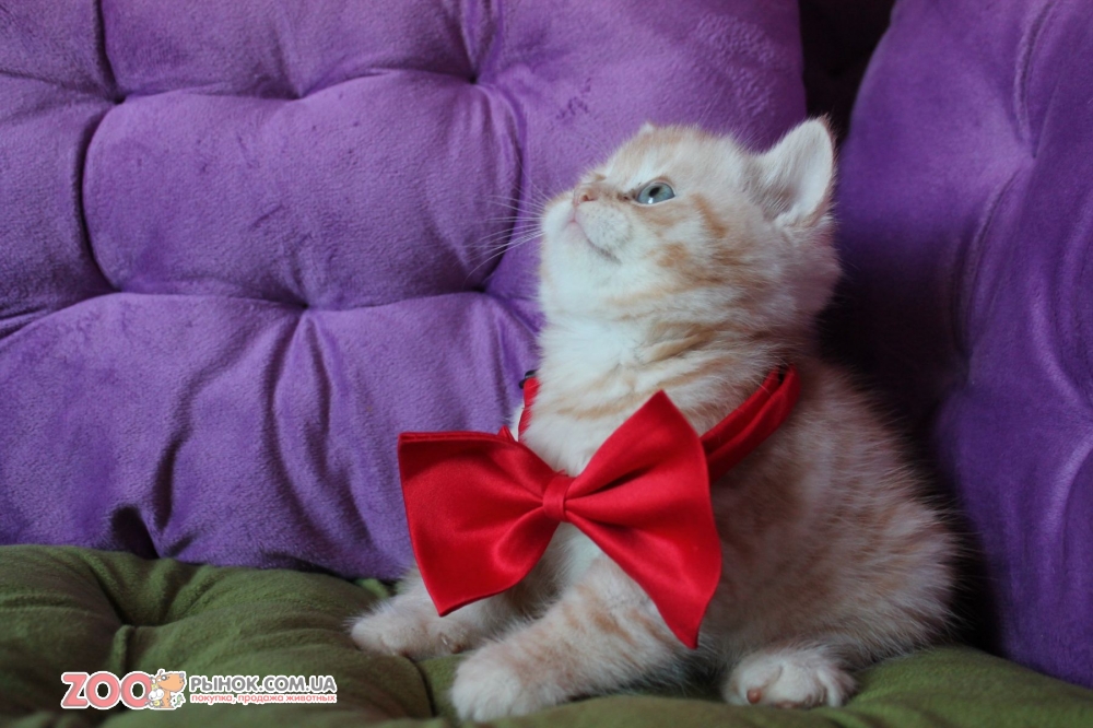 Клубный котенок красный табби на серебре