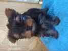 Щенок йоркширский терьер