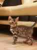 Бенгальский котенок, бенгал, розетка на золоте