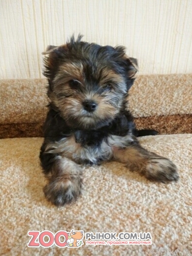 Продам щенка Йоркширского терьера.