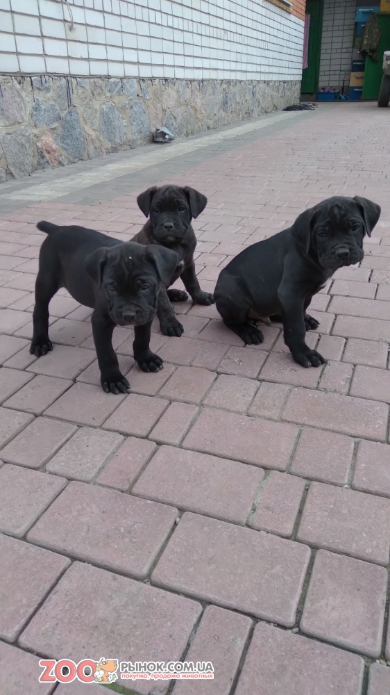 Продам цуценят породи Кане корсо