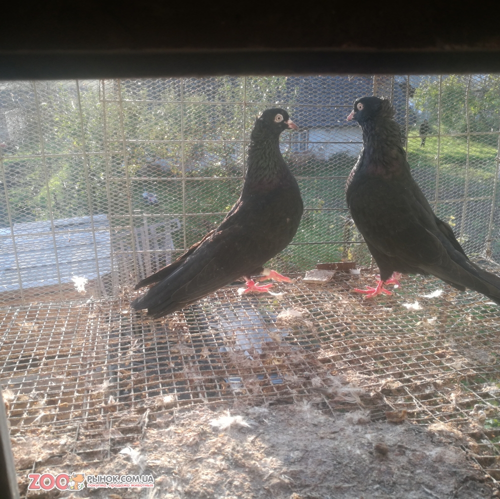 Продам голуби бакінські бойні