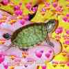 Самые красивые черепахи в мире - это красноухие черепашки!