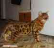 Бенгальский кот Вязка