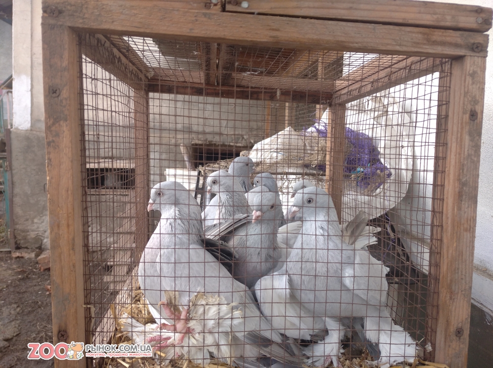 Продам голуби касани