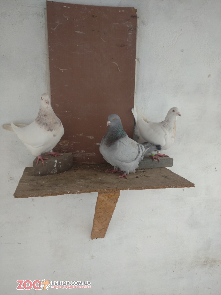 Продам голуби тексани