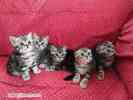 Мраморные вискасные котята британские скотиш страйт/фолд девочка