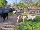 Продам козу (порода)дойную и козенят 2.5 месяца