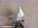Бакінскі бойні голуби 