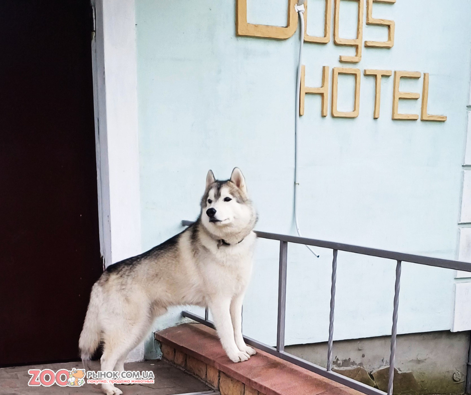 Отель для передержки собак в Киеве Dogs Hotel Пес