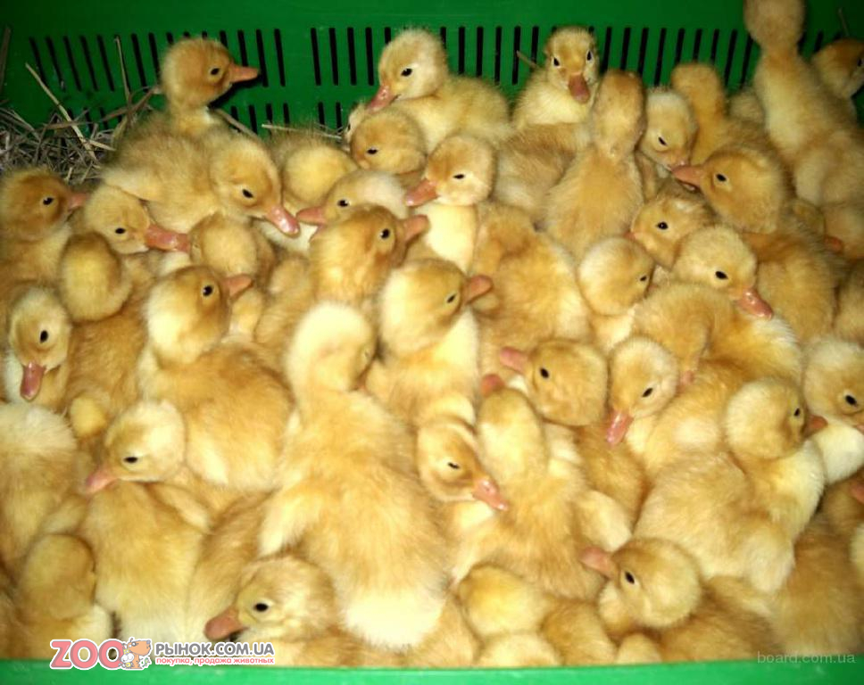   Продам цыплят =25гр.2025г.