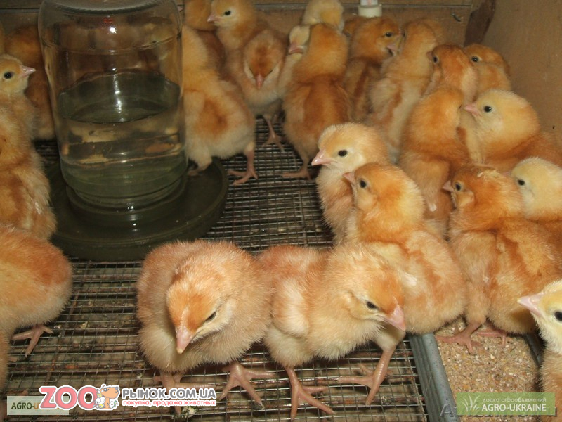 Продам цыплят 25гр.25г.