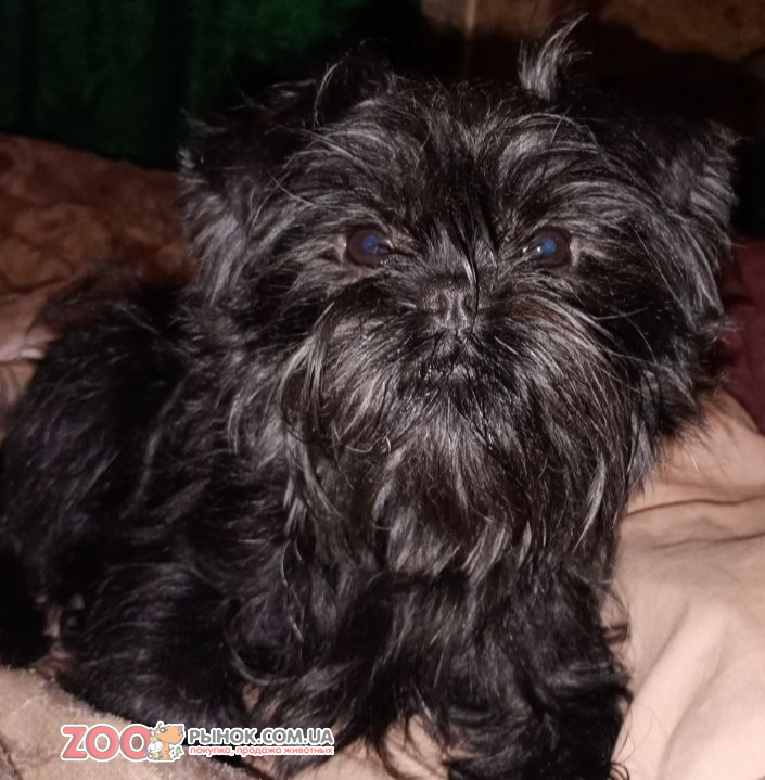 Аффенпинчер мальчик. Питомник предлагает к продаже.