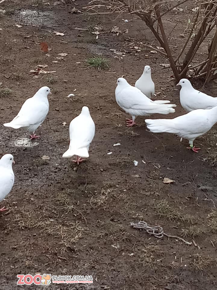 Бакинські голуби..