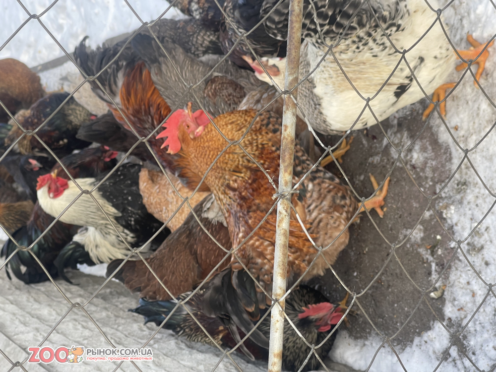 Продам Петухов мясояичной породы 5,5 месяцев = 400 гр.2026 год, 